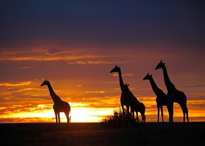 Giraffen Sunset
